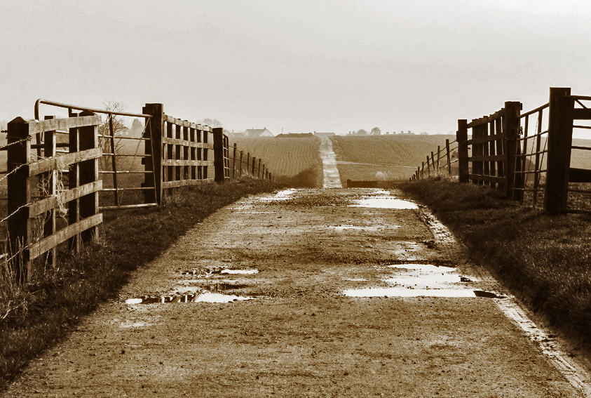 Walking track near Gravenhurst