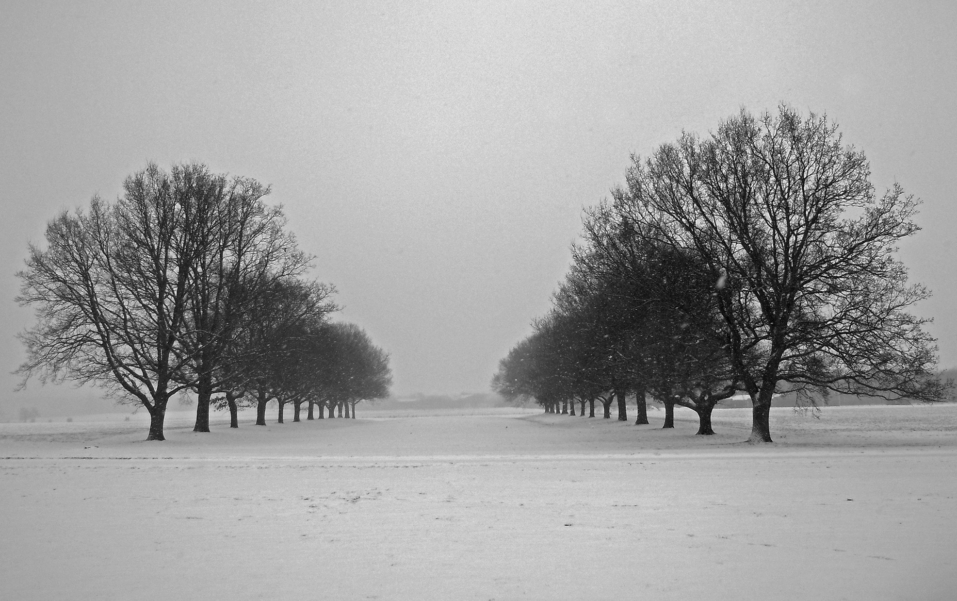 Tree-lined avenue in the snow
